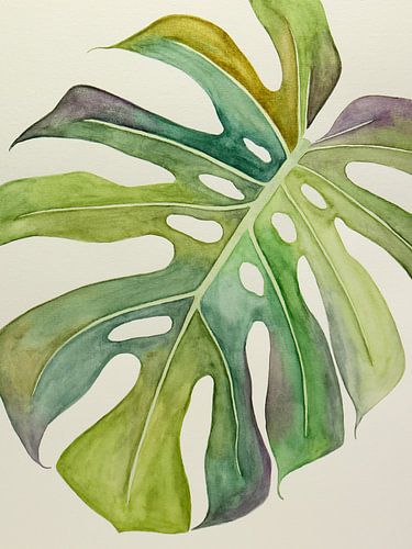 The variegated Philodendron Monstera 3 of 3 (watercolor painting flowers green houseplant nature jun