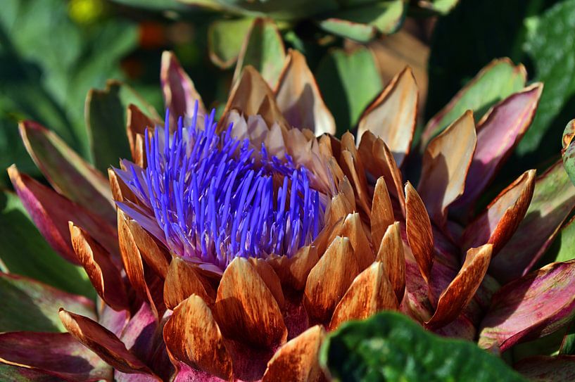 avocadobloem van Edgar Schermaul