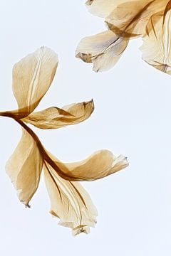 Serene - The fingerprint of leaves van Christine de Vogel