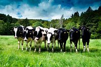 Cows