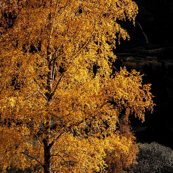 Tree of Gold by Twan van Vugt