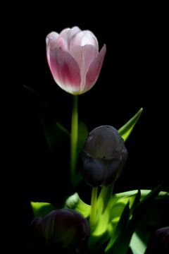 Tulipe avec lumière