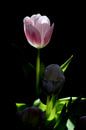 Tulpe mit Licht von Marianna Pobedimova Miniaturansicht