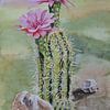 Blühender Kaktus, Aquarell. von Janny Beimers