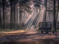 Het bos en haar geheimen