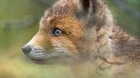 Young fox