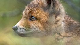 Jonge vos in de struiken van Bart Oud