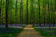 Hdr Hallerbos van Peter Deschepper thumbnail