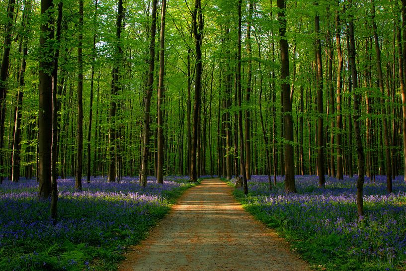 Hdr Hallerbos van Peter Deschepper