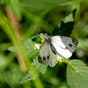Vlinder - Klein geaderd witje van Author Sim1