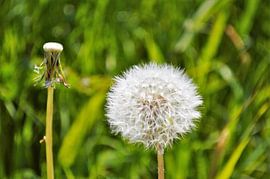 Paardenbloemen von Marije van der Vies