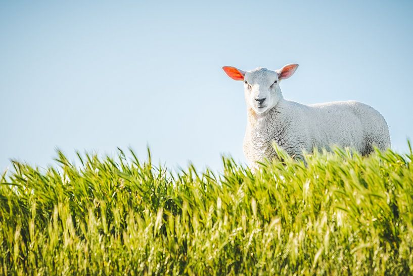 Sheep by Anita Kabbedijk