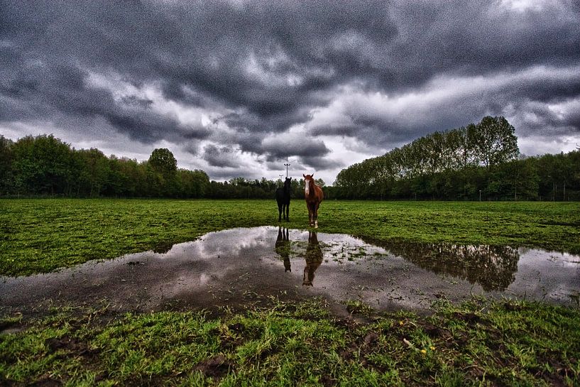 Weitwinkelaufnahme von zwei Pferden auf der Wiese von foto-fantasie foto-fantasie