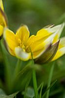 Lente