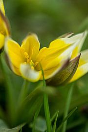 Frühling von John Arts