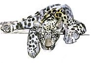 Arabischer Leopard von Mark Adlington Miniaturansicht