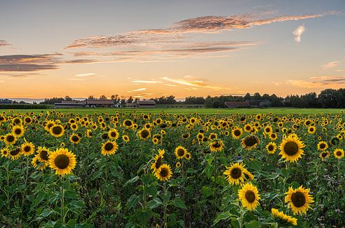 Zonnebloemen bij zonsondergang in de zomer