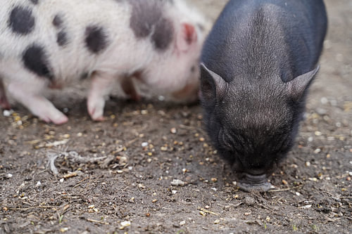 Mini biggetje bij zijn eerste uittocht op de boerderij.