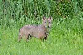 Europäischer Grauwolf von Karin Jähne