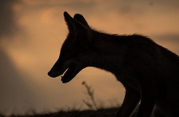 Silhouette van jong vosje. by Robert Moeliker
