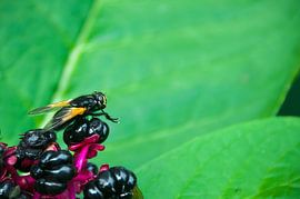 Boomschorsvlieg von Dennis Timmer