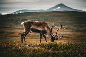 Reindeer grazing on the Swedish plateau