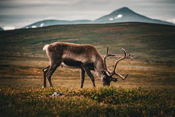 Rennes paissant dans les hauts plateaux suédois sur jelle kersten