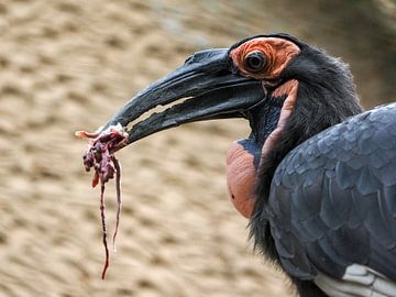 Südlicher Hornrabe oder Südlicher Waldohreule (Bucorvus leadbeateri syn. Bucorvus cafer) von Loek Lobel