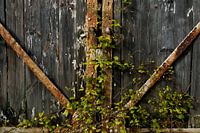 weathered