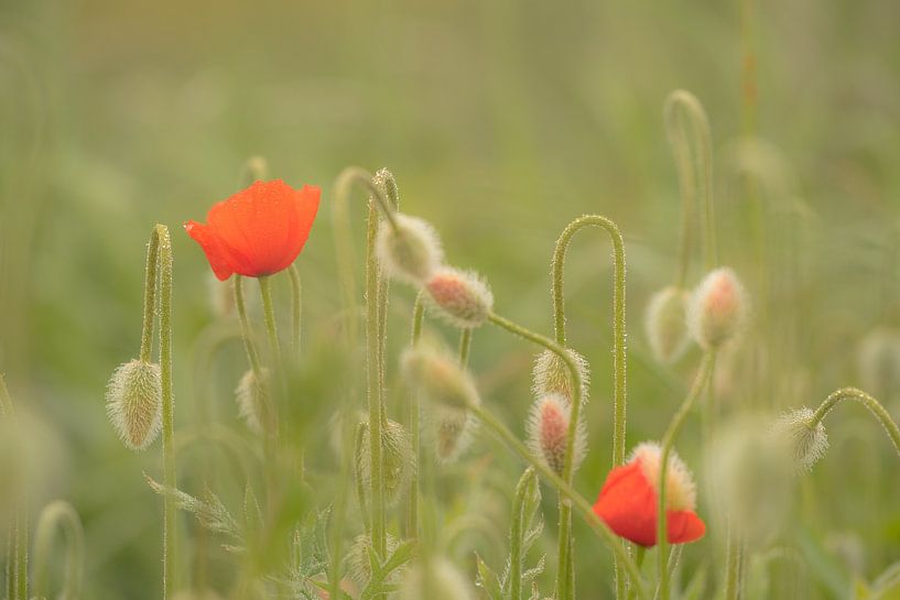 Poppies between the green by Moetwil en van Dijk - Fotografie