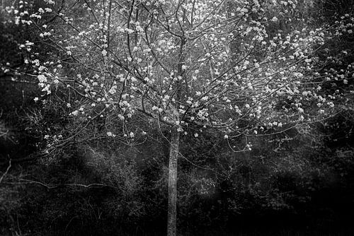 Under the flowers, silence