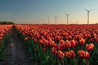 Ein Tulpenfeld in Nordholland mit modernen Windturbinen im Hintergrund von Anges van der Logt Miniaturansicht