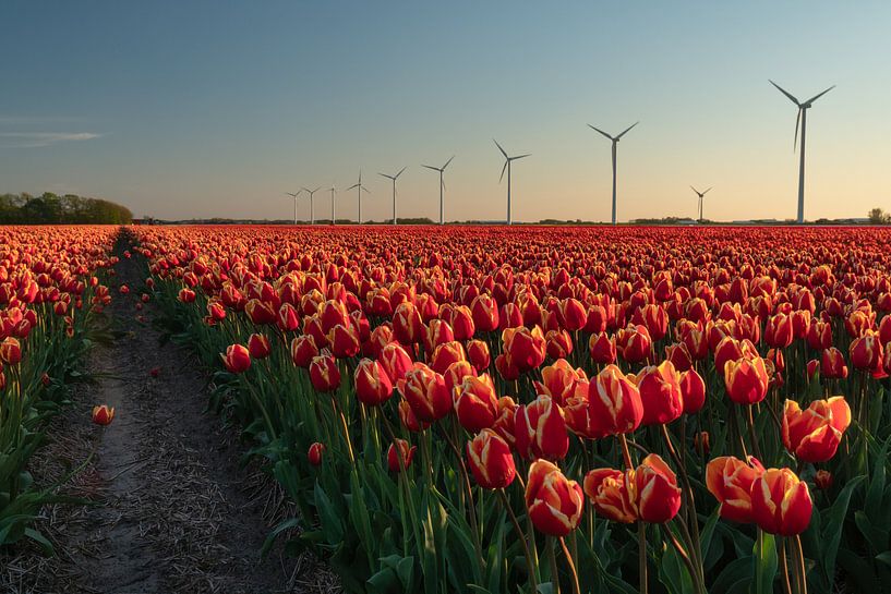 Ein Tulpenfeld in Nordholland mit modernen Windturbinen im Hintergrund von Anges van der Logt