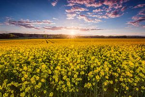 Zonsondergang koolzaadveld van Diana de Vries