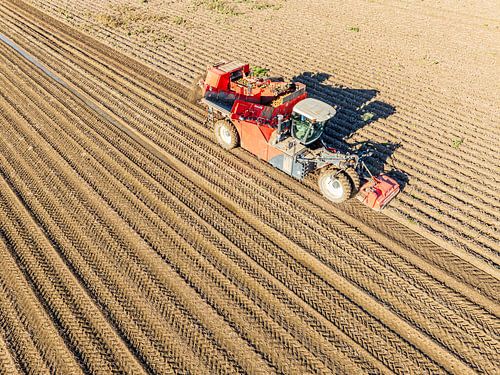 Récolte de pommes de terre dans un champ à l'aide d'une récolteuse