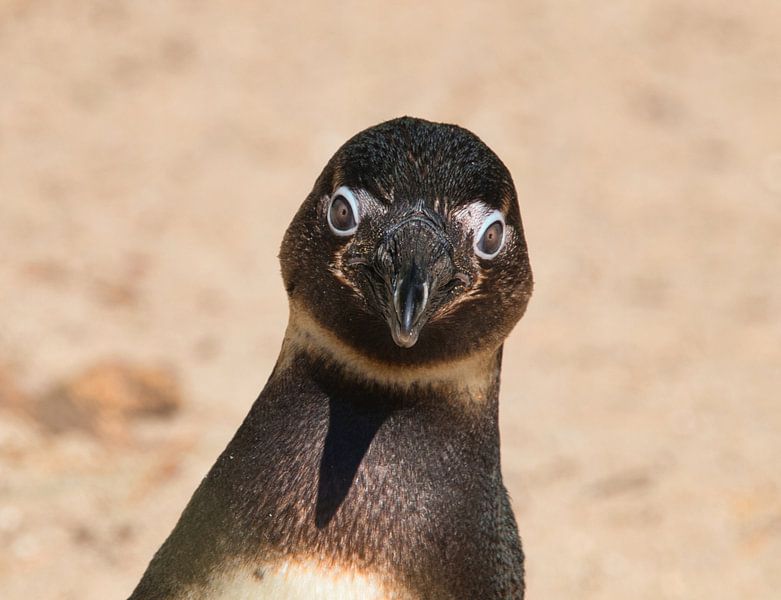 Hallo van Natuurpracht   Kees Doornenbal