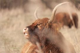 Scottish Highlander in the Winter Sun