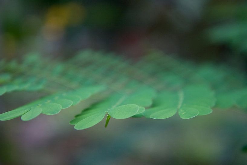 Feuilles gros plan par Tessa Louwerens