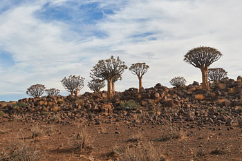 Quiver trees forest in Namibia
