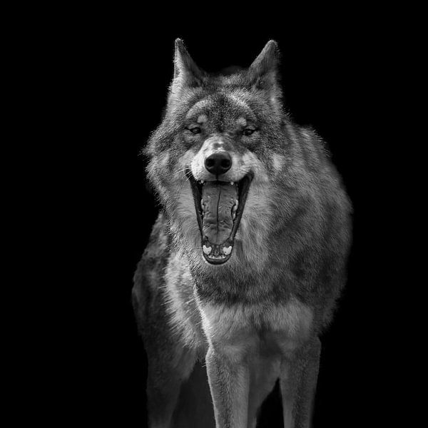 Europäischer Wolf, Canis lupus lupus lupus lupus lupus von Gert Hilbink