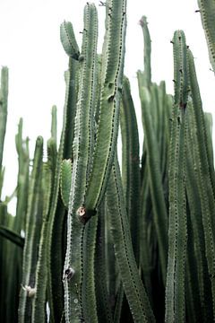 Cactus van Melanie Schat-van der Werf