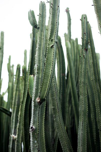 Cactus by Melanie Schat-van der Werf