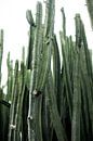 Cactus by Melanie Schat-van der Werf thumbnail