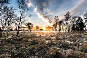 Lever du soleil sur la bruyère