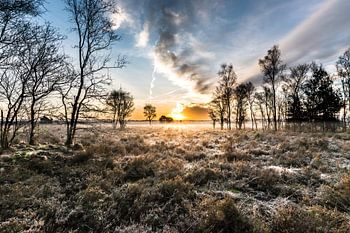 Sunrise Heatherfield in Nunspeet