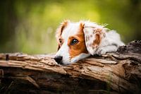 Small dog in Nature