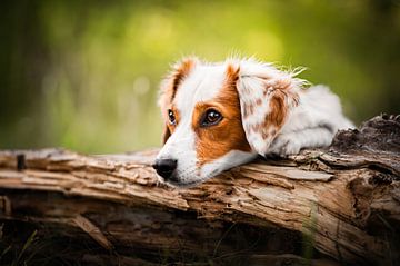 Petit chien dans la nature sur Thymen van Schaik