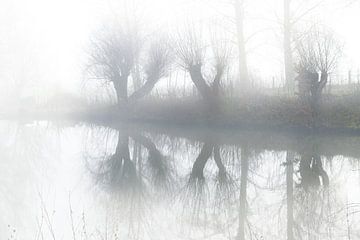 Three pollarded willows on the lake shore with reflection in the