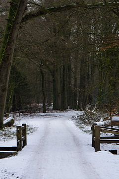 Ee bridge in a winter forest