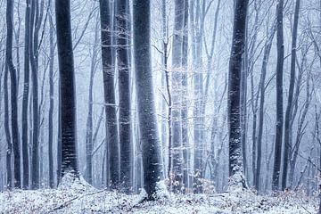 Forêt d'hiver sur Oliver Henze